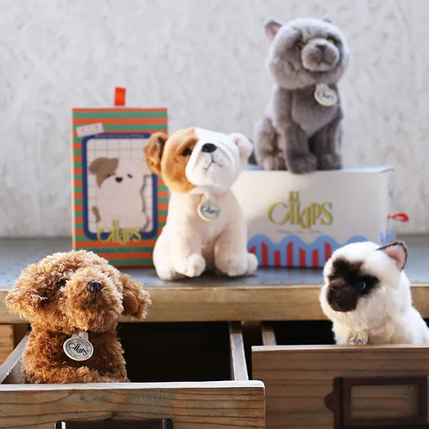 BON TON TOYS/BT CHAPS British Shorthair　ブリティッシュショートヘア