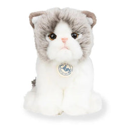 BON TON TOYS/BT CHAPS Scottish Fold　スコティッシュフォールド