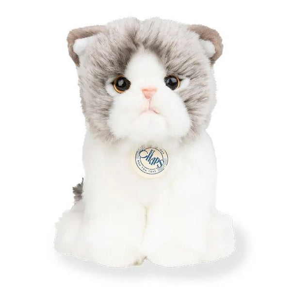 BON TON TOYS/BT CHAPS Scottish Fold　スコティッシュフォールド