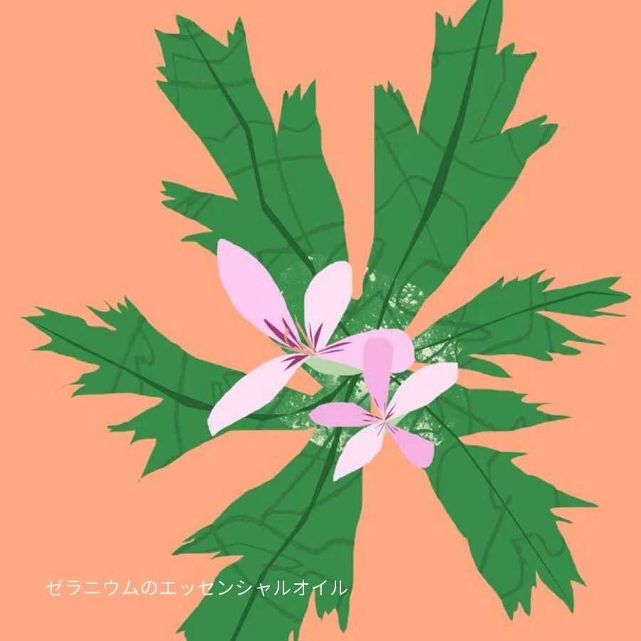 Nature of Things/ エッセンシャルオイル ゼラニウム 12ml